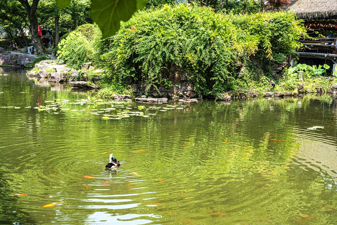 江南行【31】绍兴古城随拍--沈园