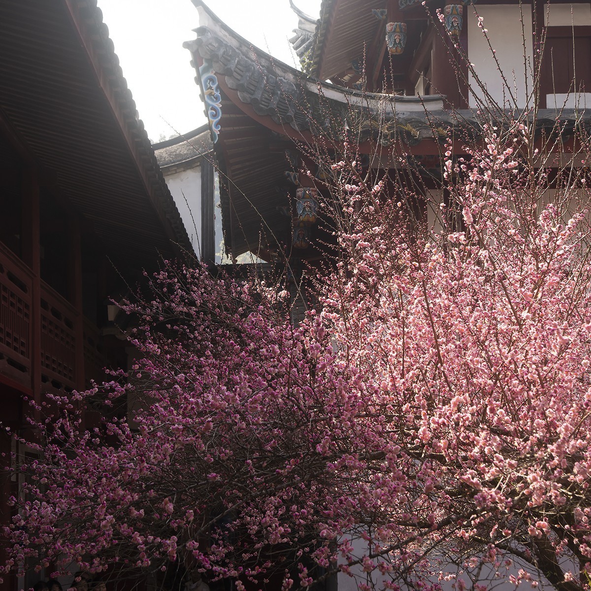 古寺梅花开胜景