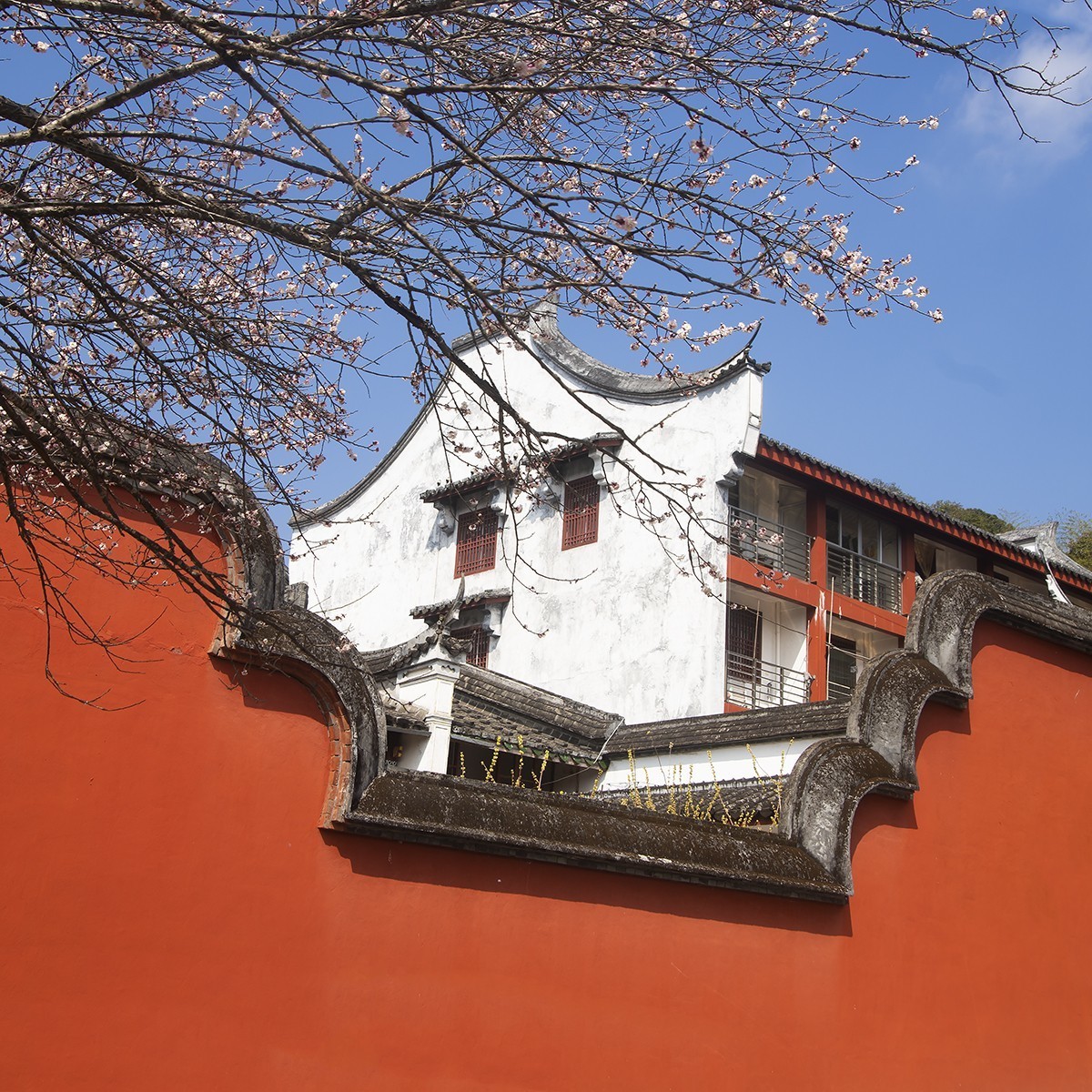 古寺梅花开胜景