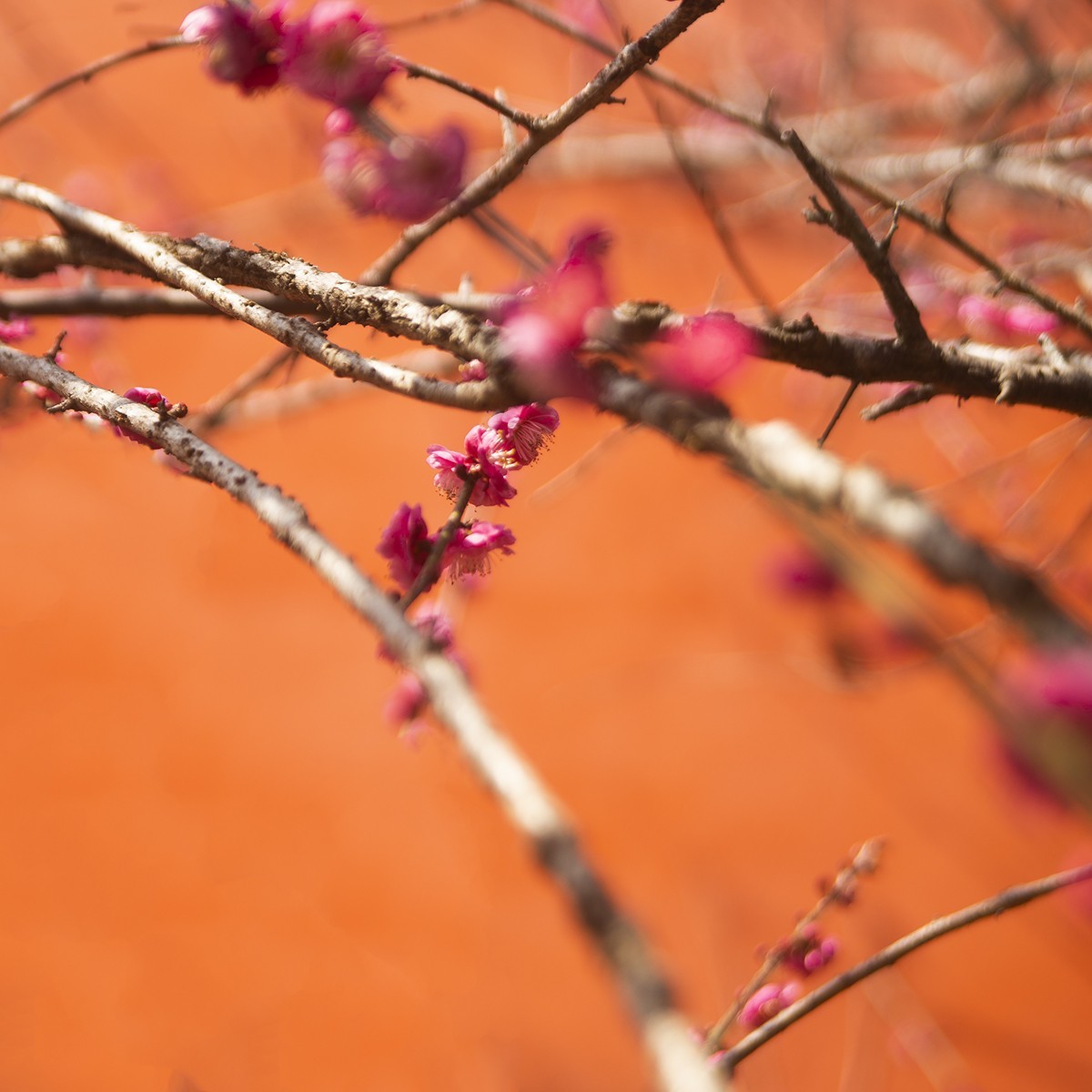 古寺梅花开胜景