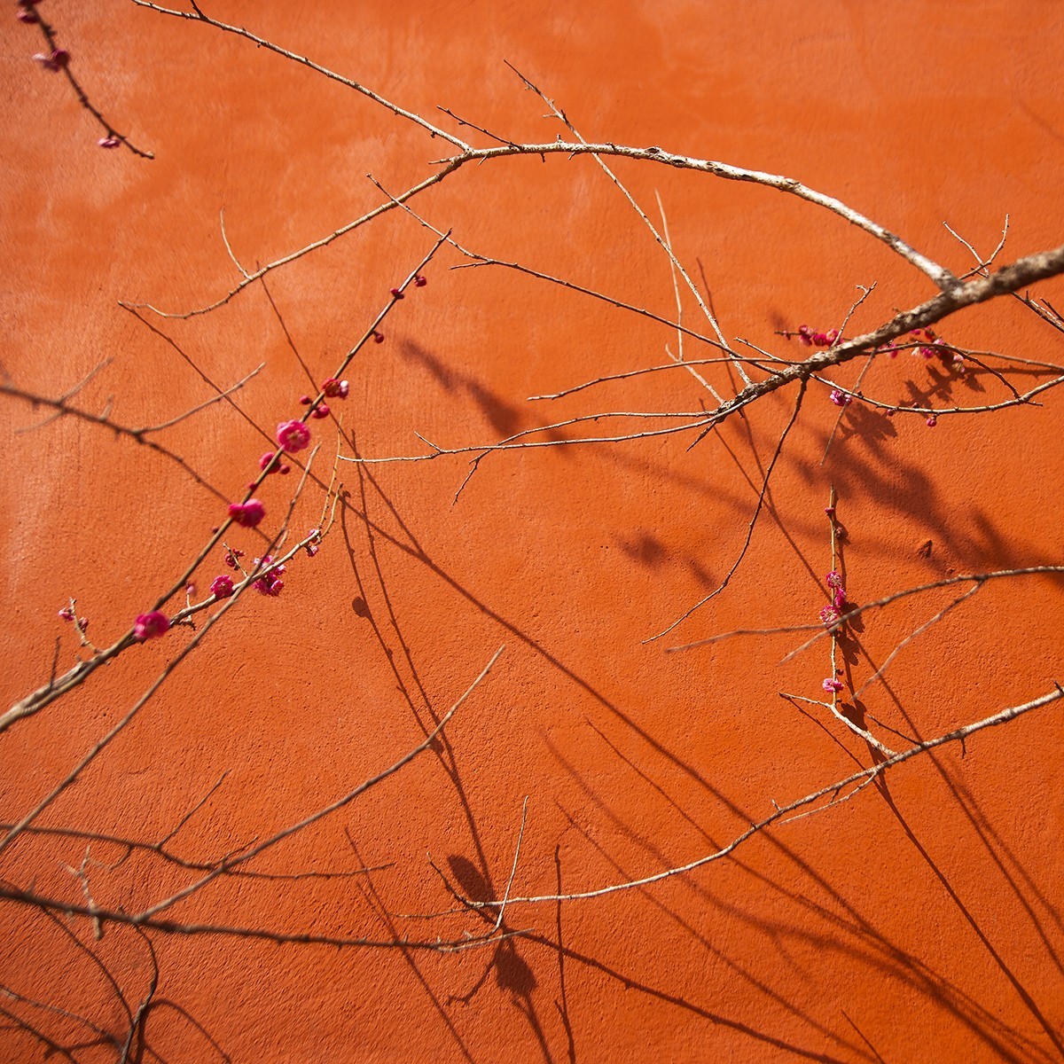 古寺梅花开胜景