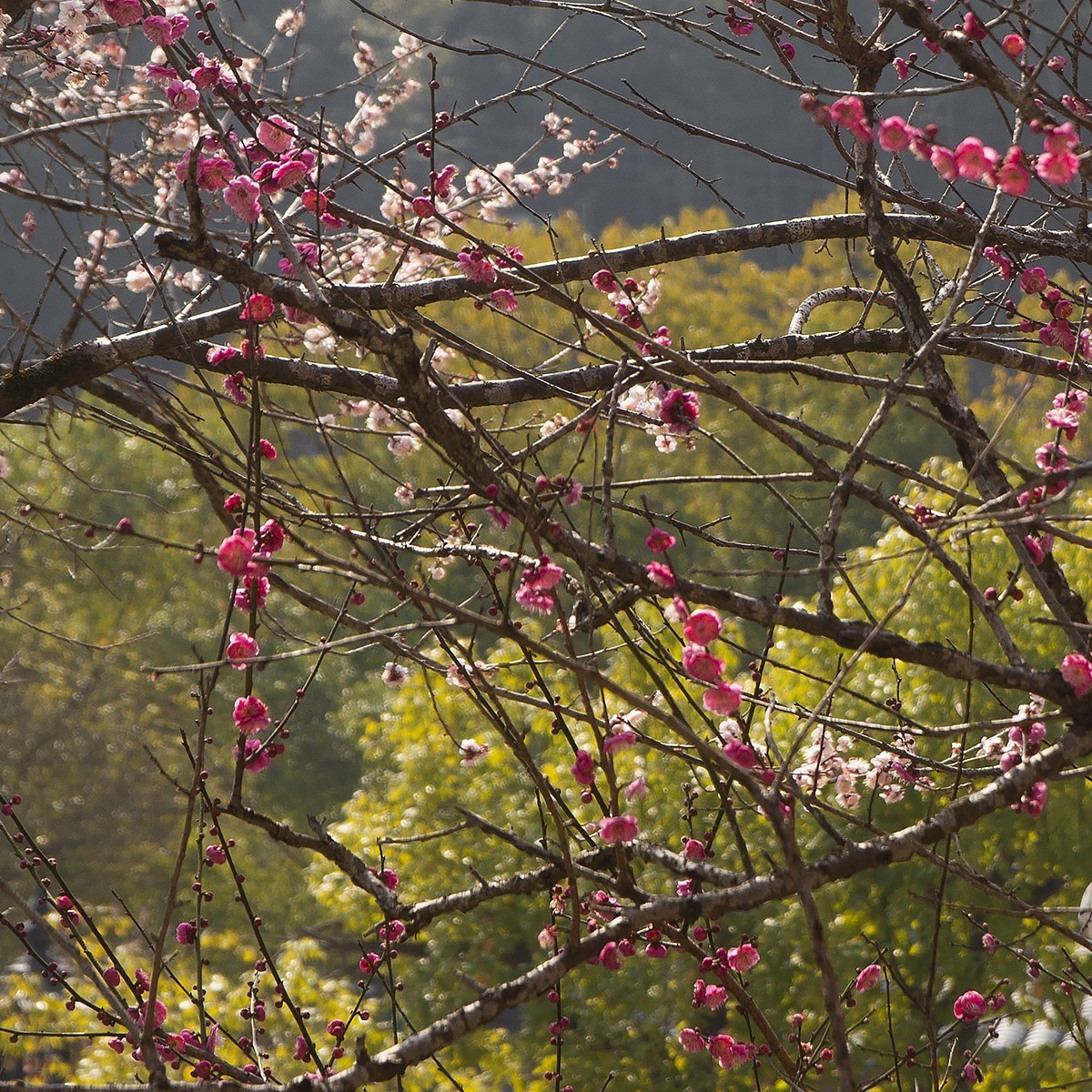 古寺梅花开胜景