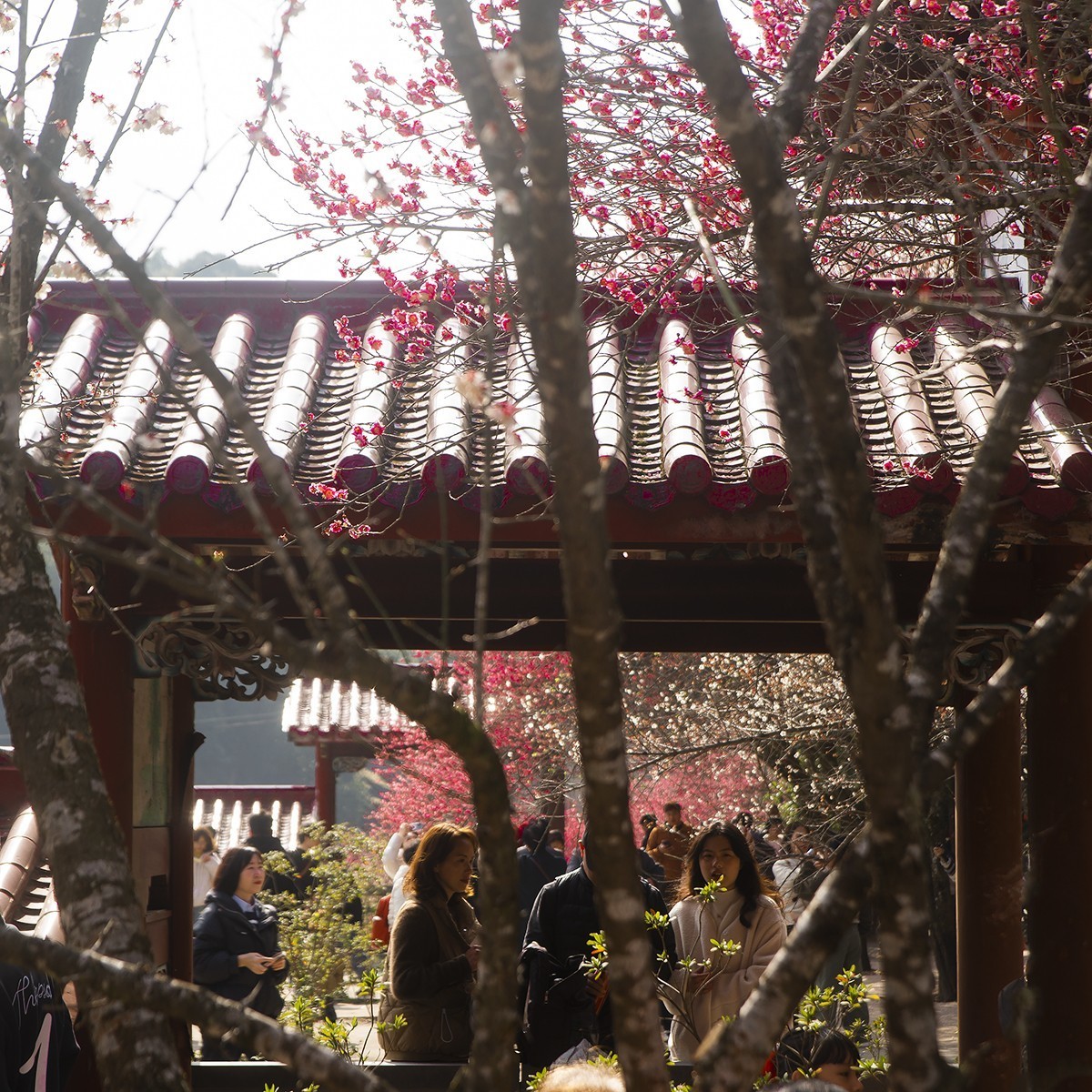 古寺梅花开胜景