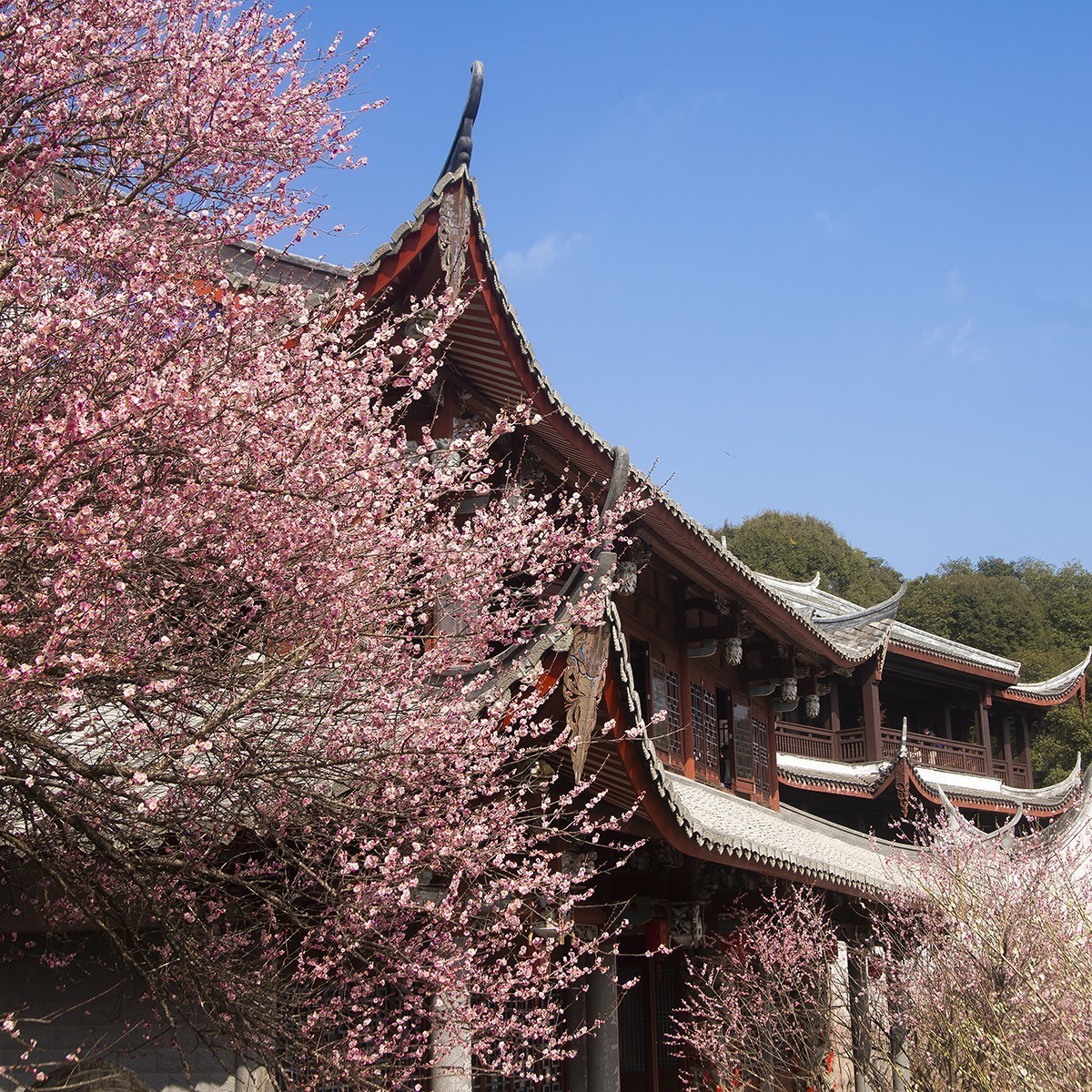 古寺梅花开胜景