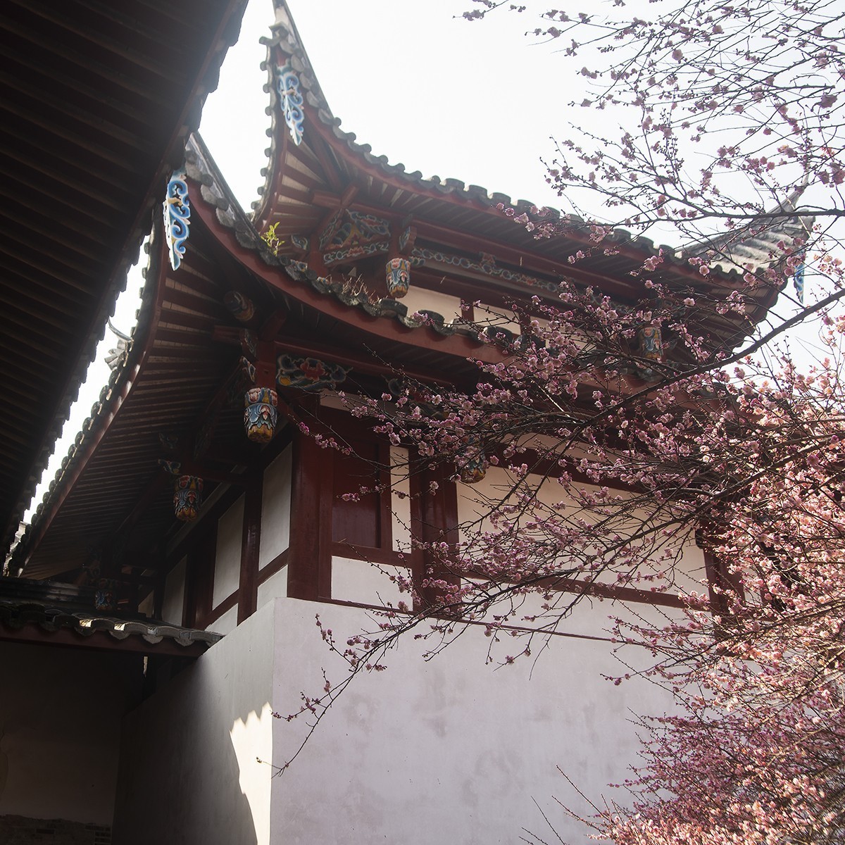 古寺梅花开胜景