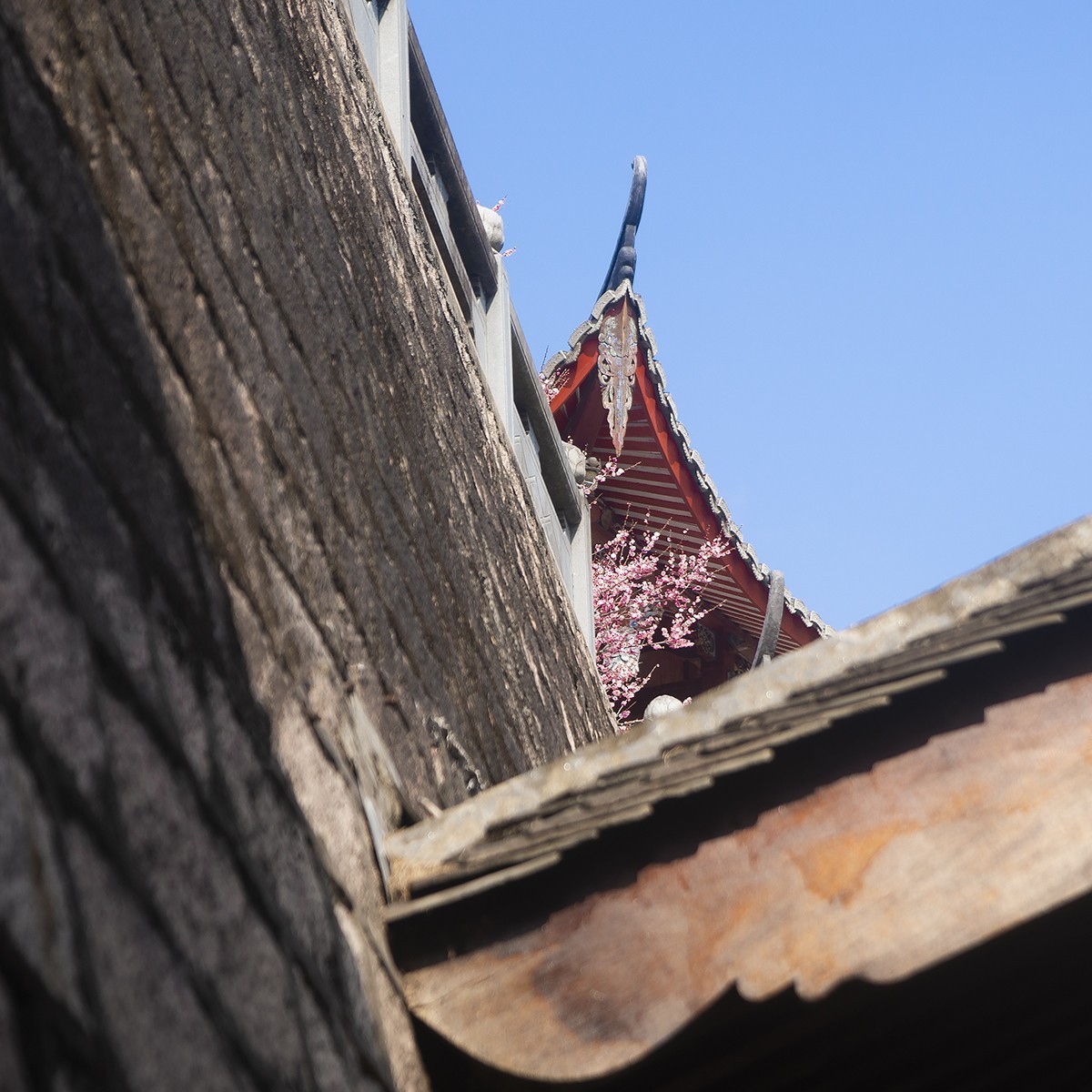 古寺梅花开胜景