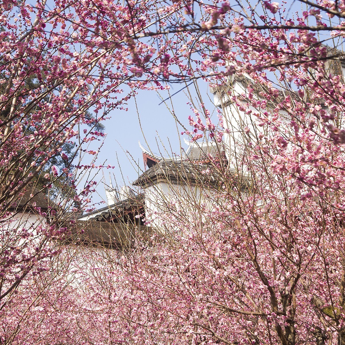 古寺梅花开胜景