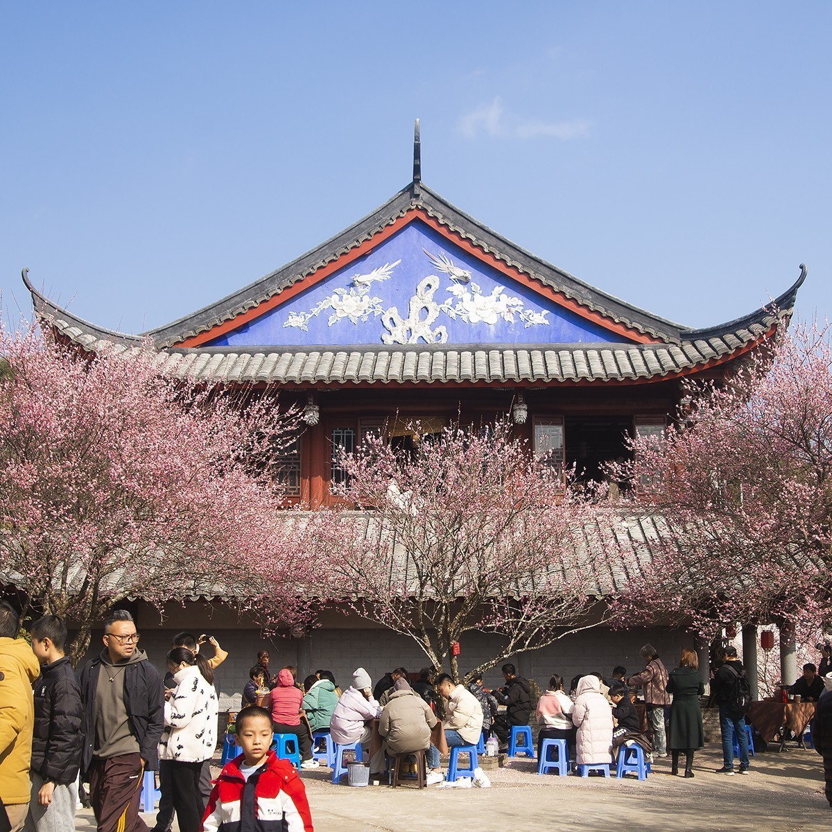 古寺梅花开胜景