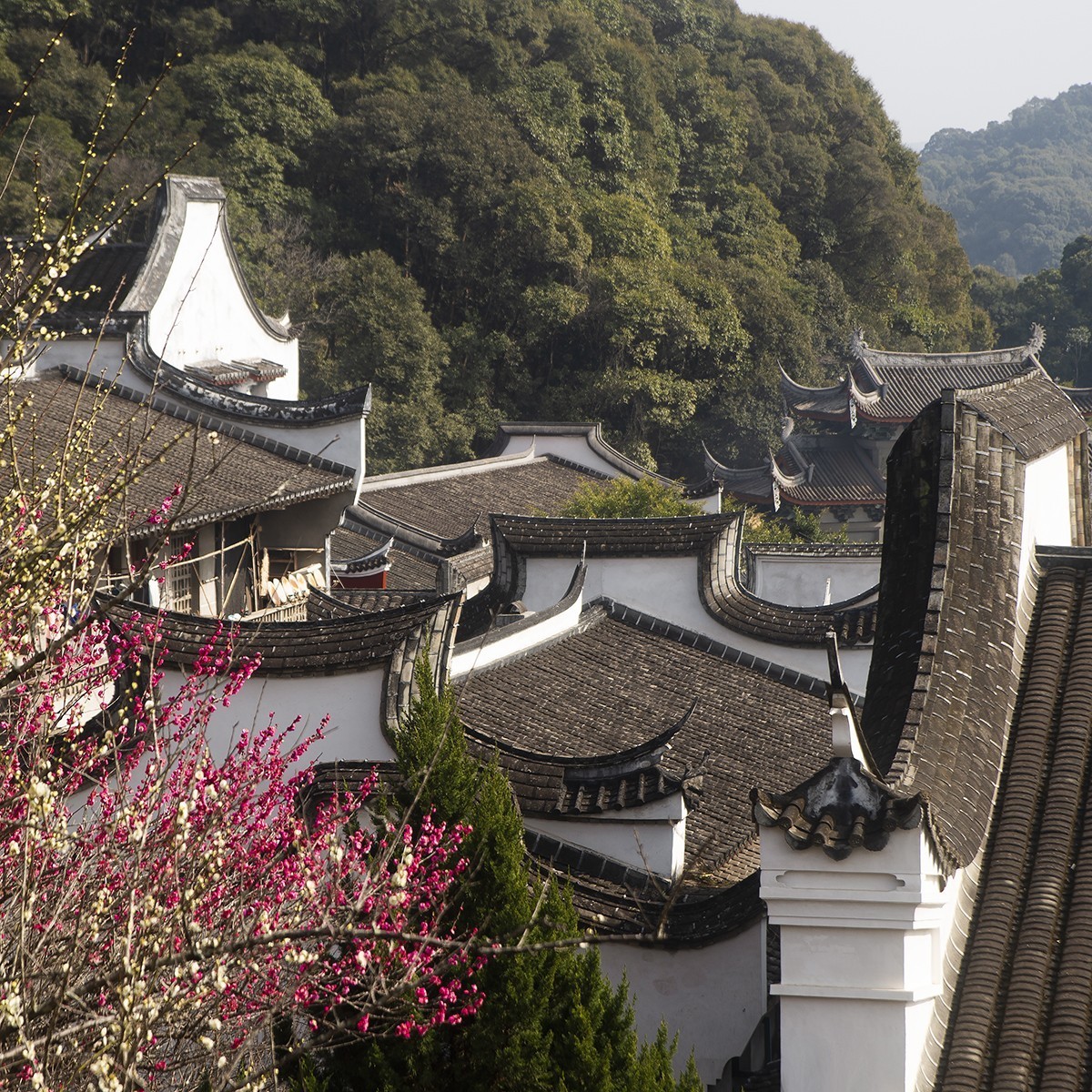 古寺梅花开胜景