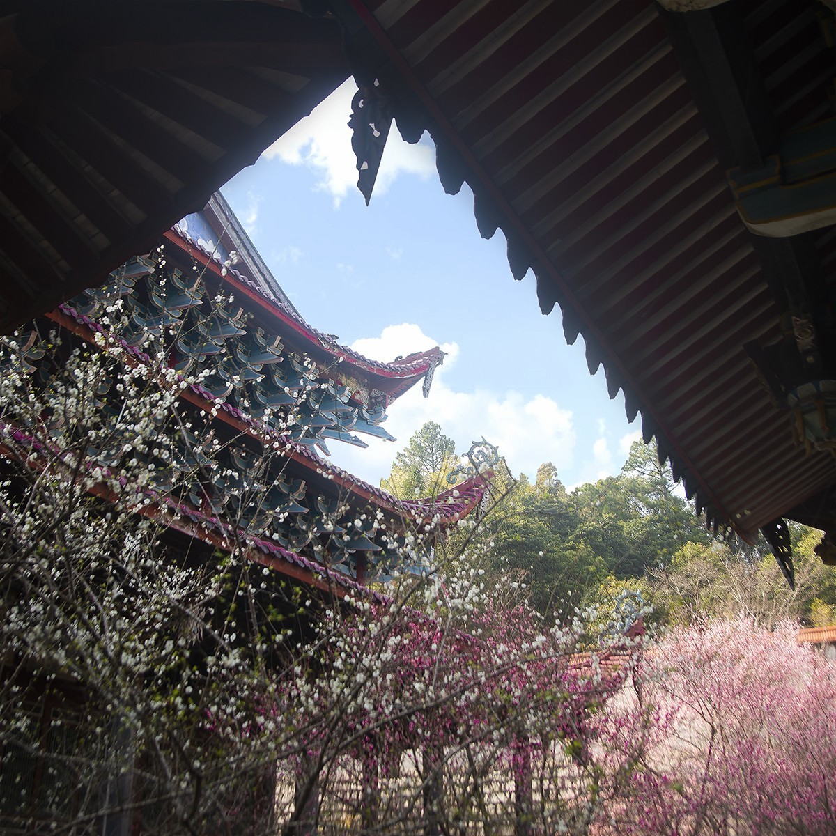 古寺梅花开胜景