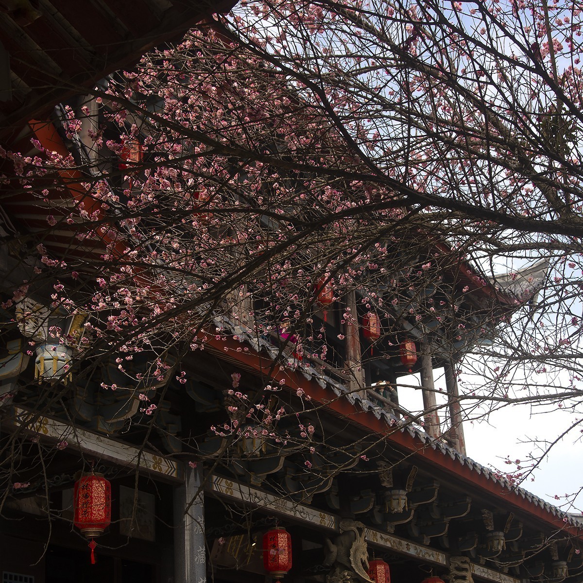 古寺梅花开胜景