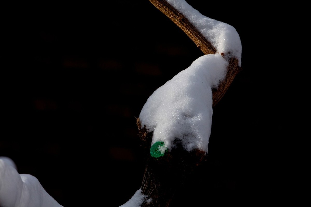 济南——大雪后景色