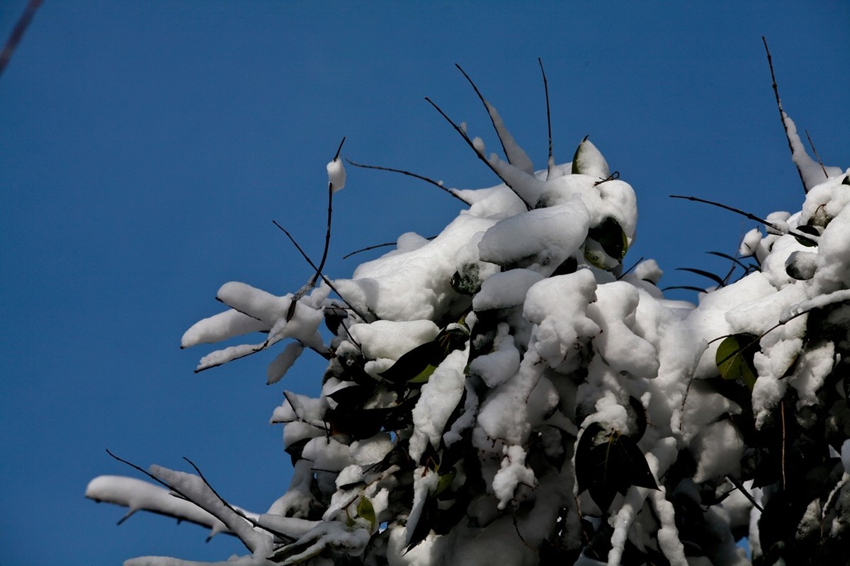 济南——大雪后景色