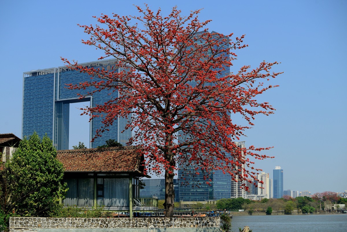 番禺区的洛溪岛。