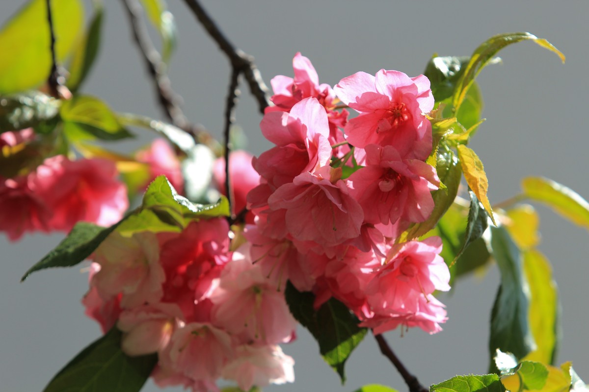 拍摄花卉一（561）