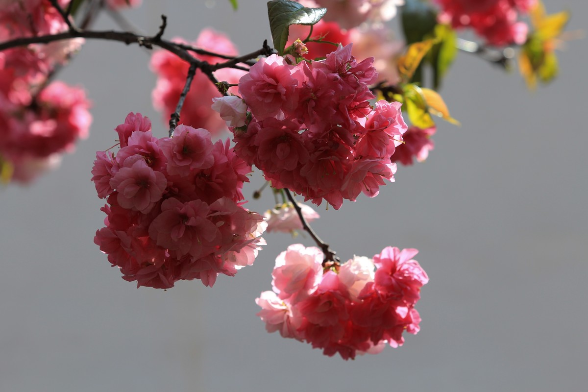 拍摄花卉一（561）