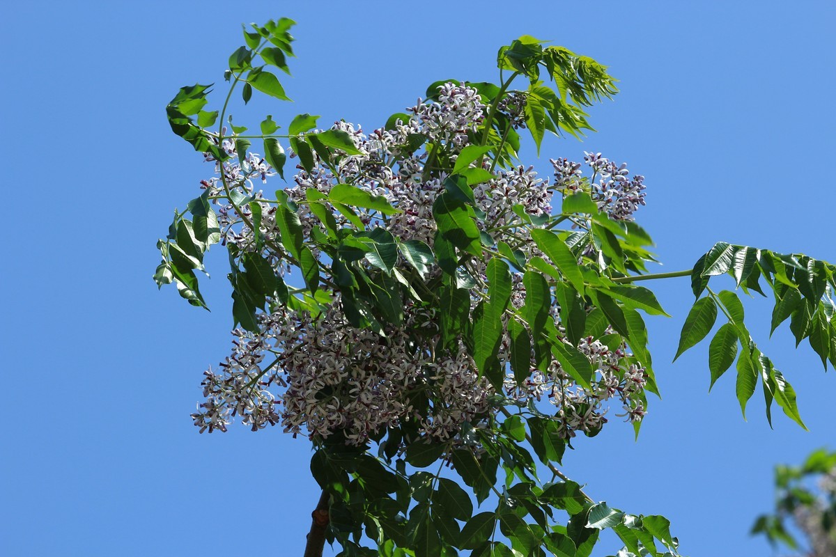 拍摄花卉一（561）