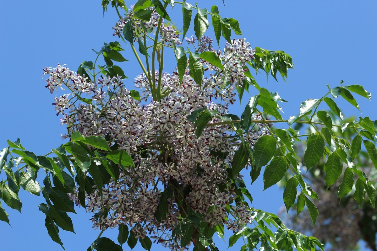 拍摄花卉一（561）