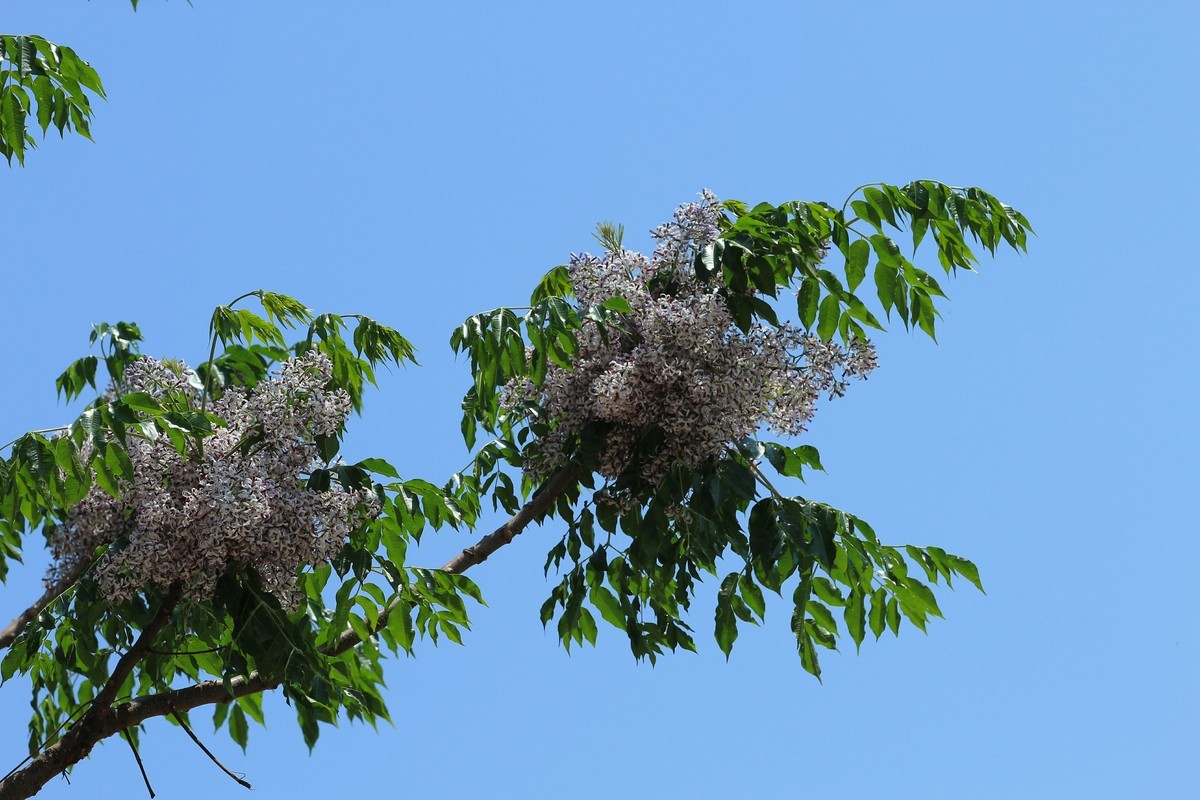 拍摄花卉一（561）