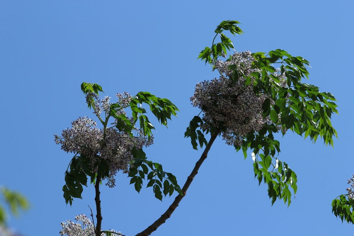 拍摄花卉一（561）