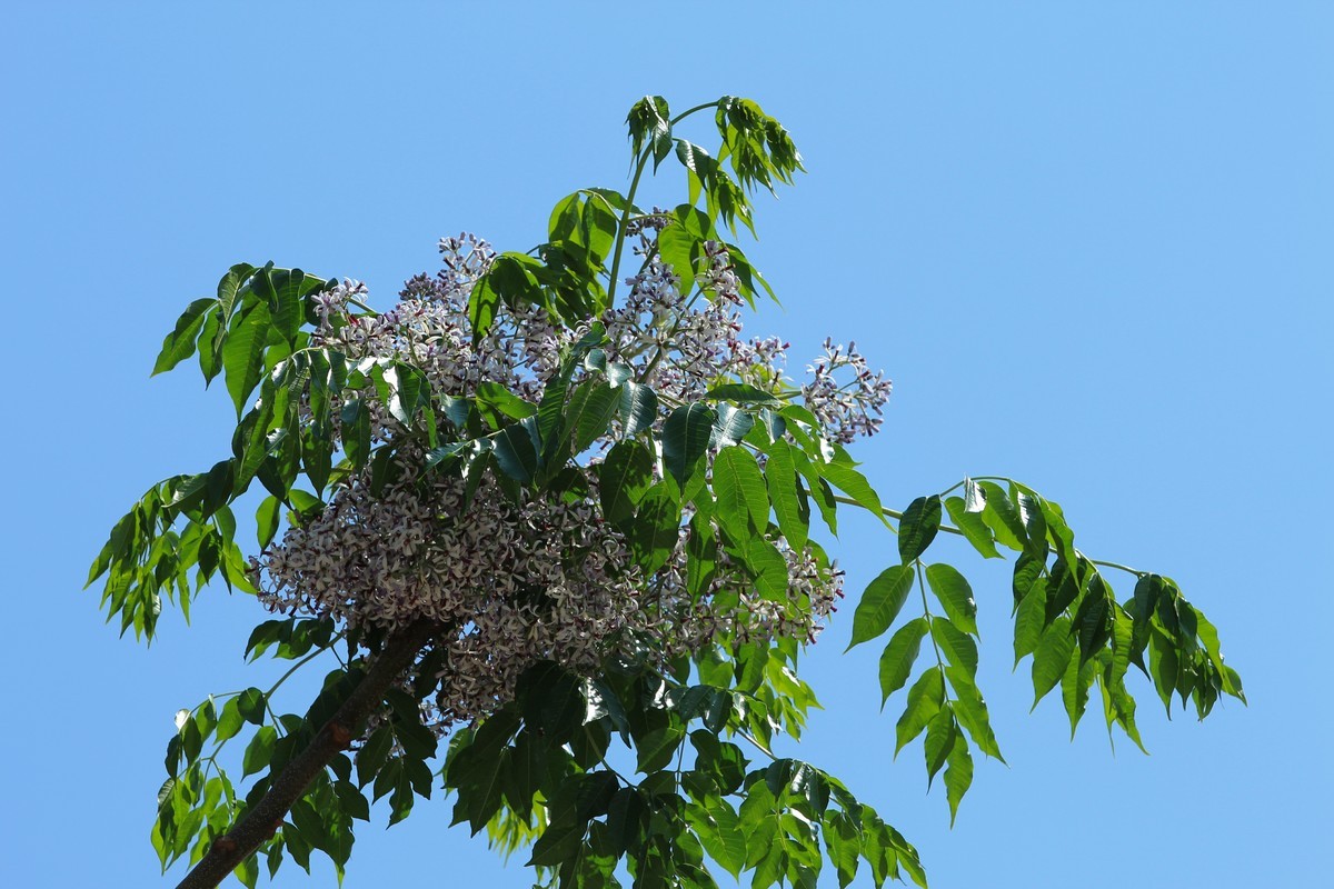 拍摄花卉一（561）