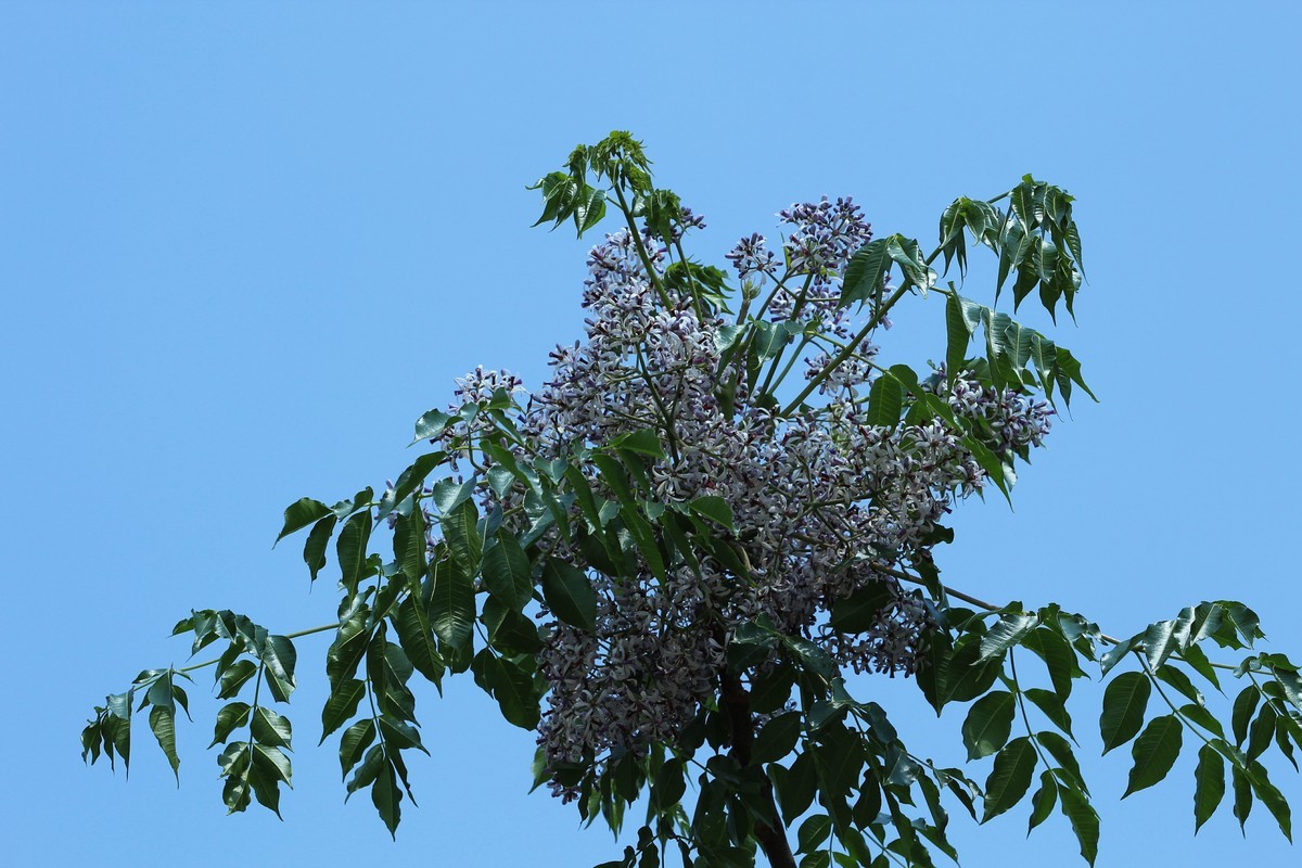 拍摄花卉一（561）