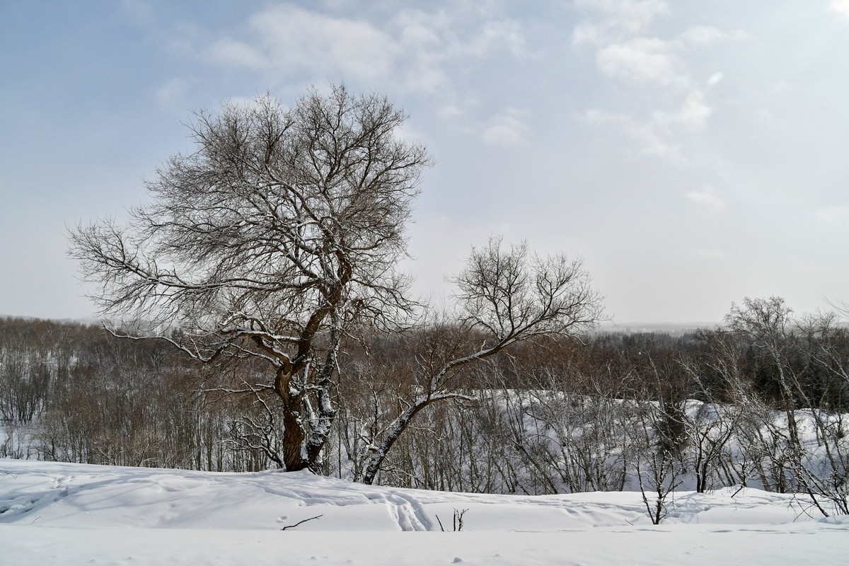 上大兴安岭黄岗梁随拍