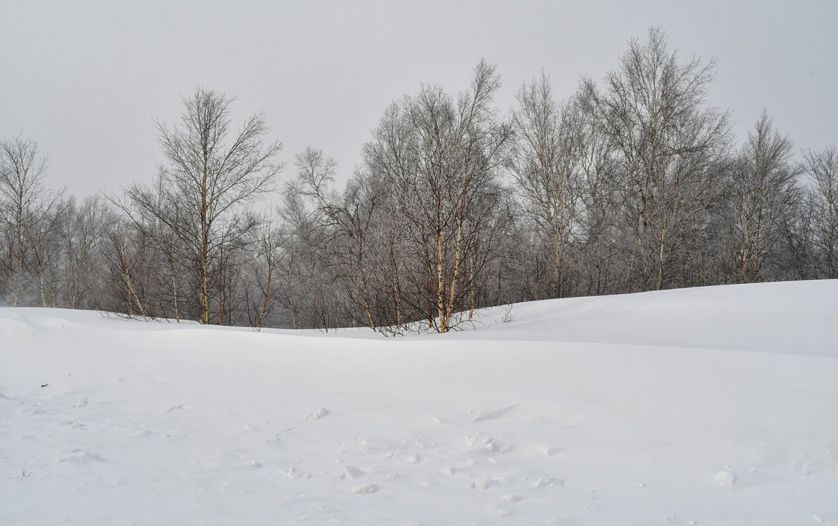 上大兴安岭黄岗梁随拍