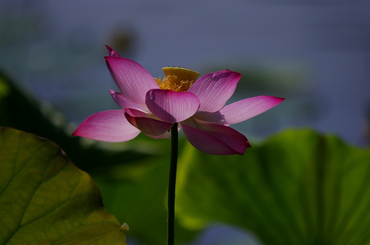 清晨，夏荷盛开