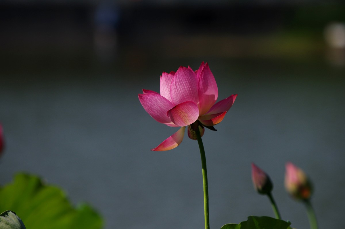 清晨，夏荷盛开