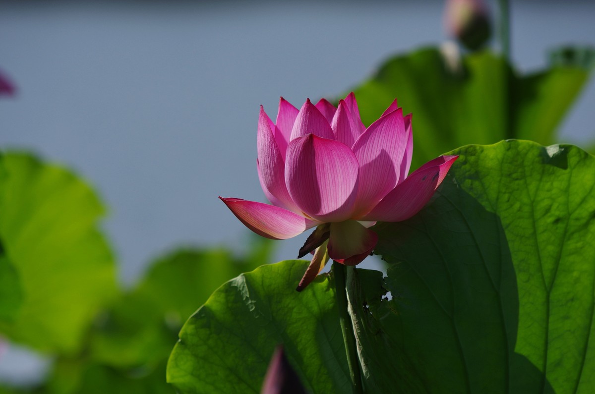 清晨，夏荷盛开
