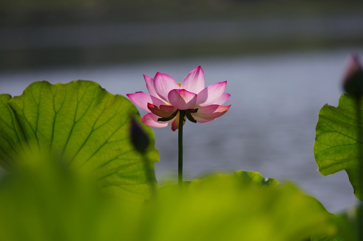 清晨，夏荷盛开