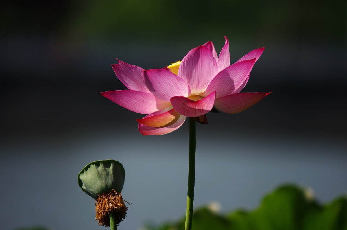 清晨，夏荷盛开