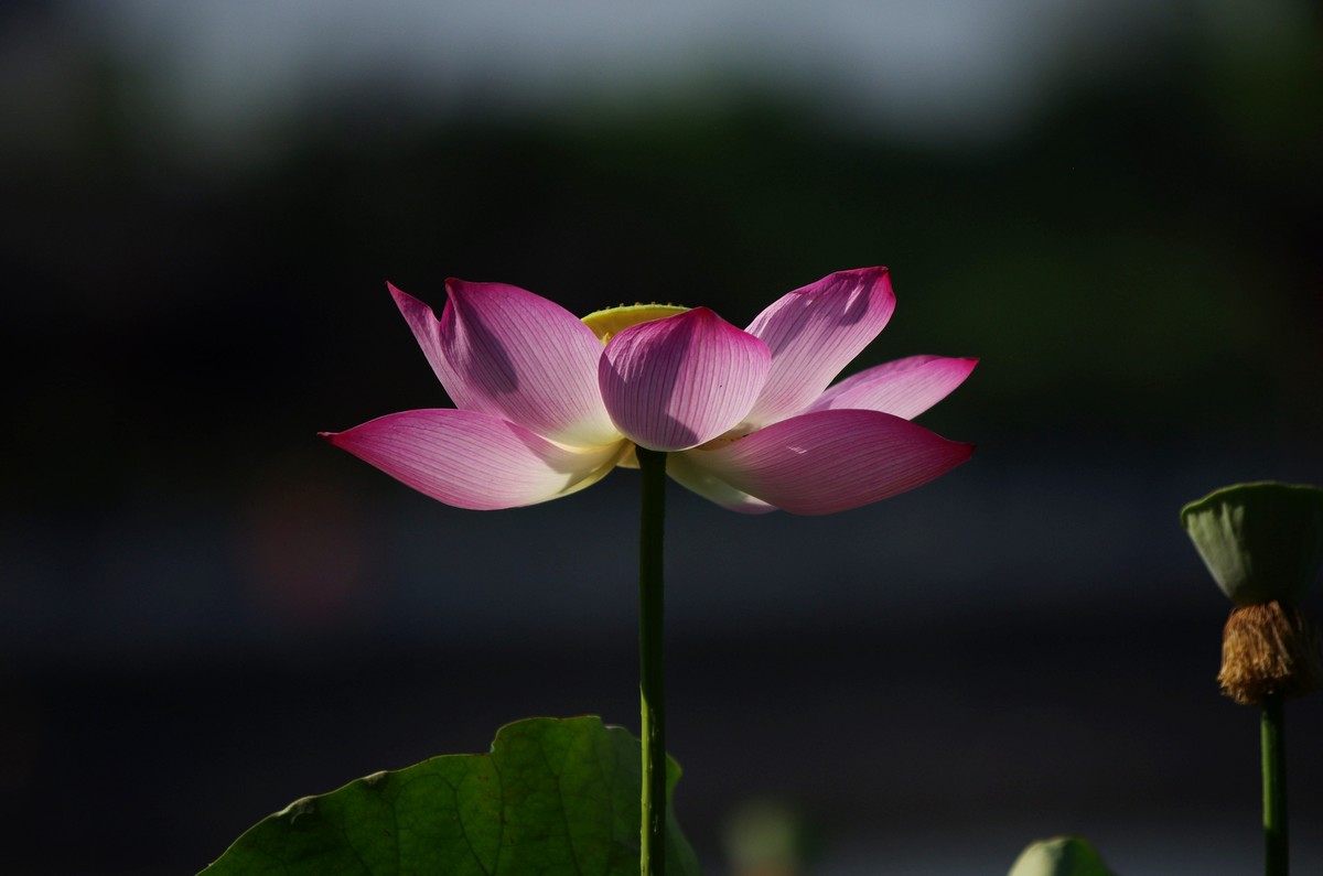 清晨，夏荷盛开