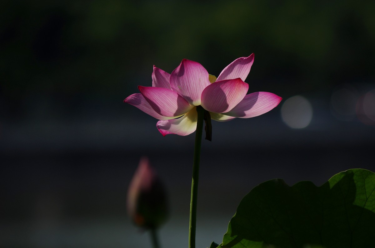 清晨，夏荷盛开