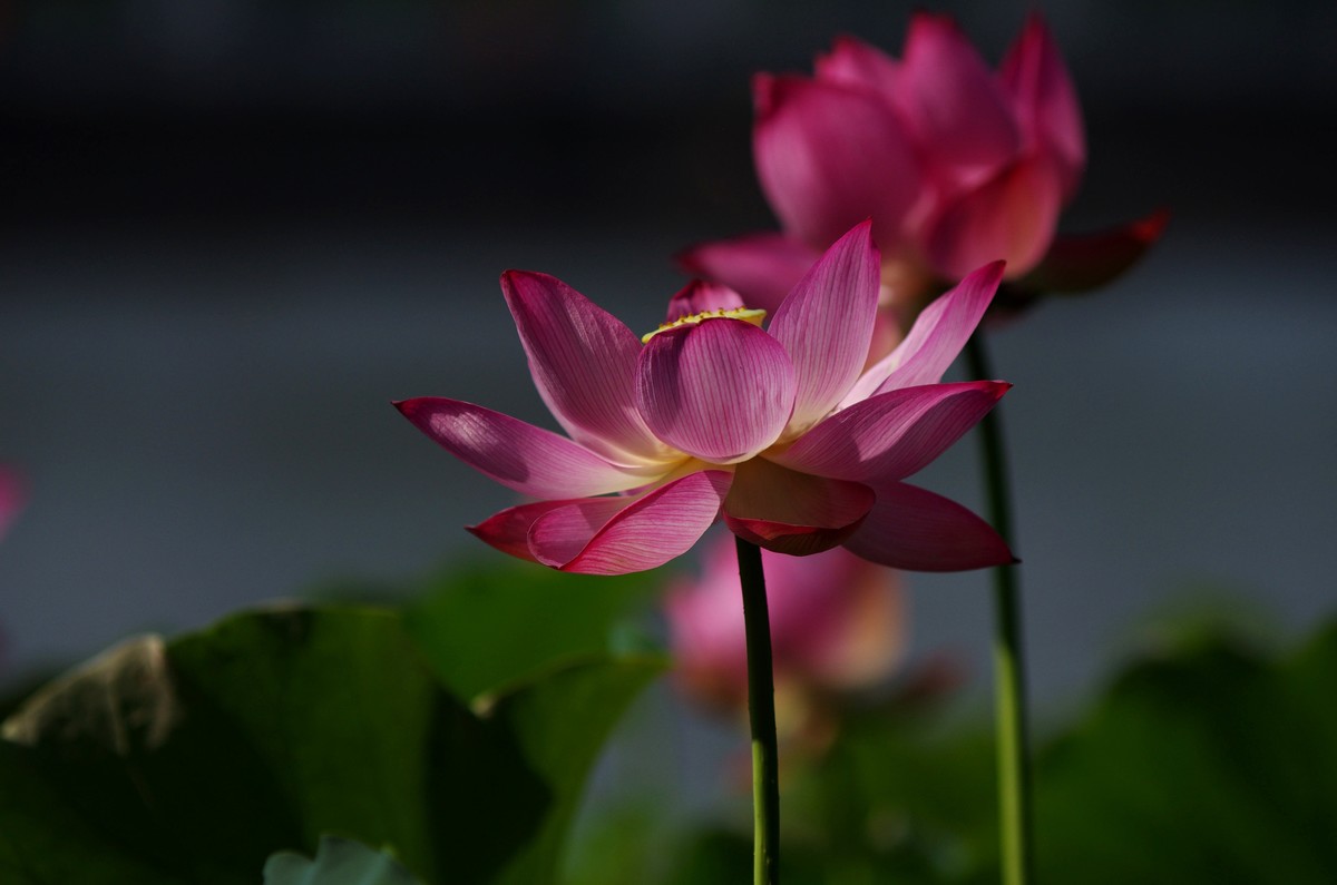 清晨，夏荷盛开