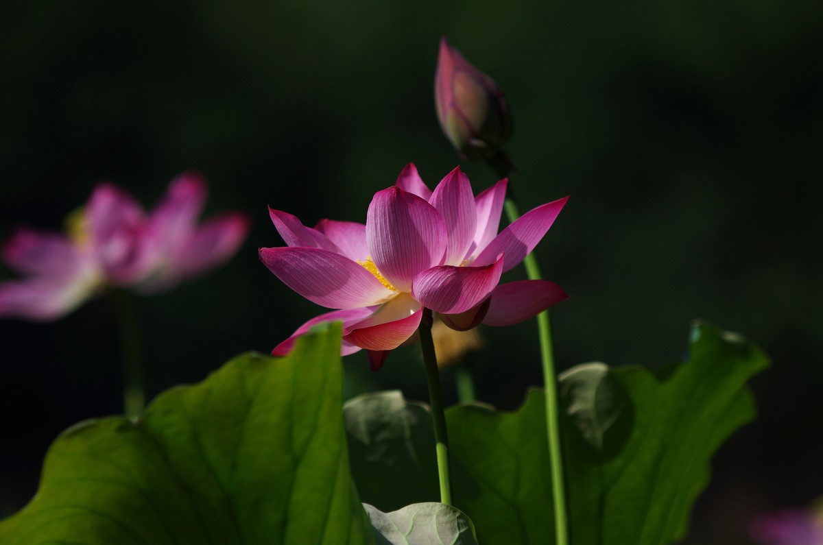 清晨，夏荷盛开