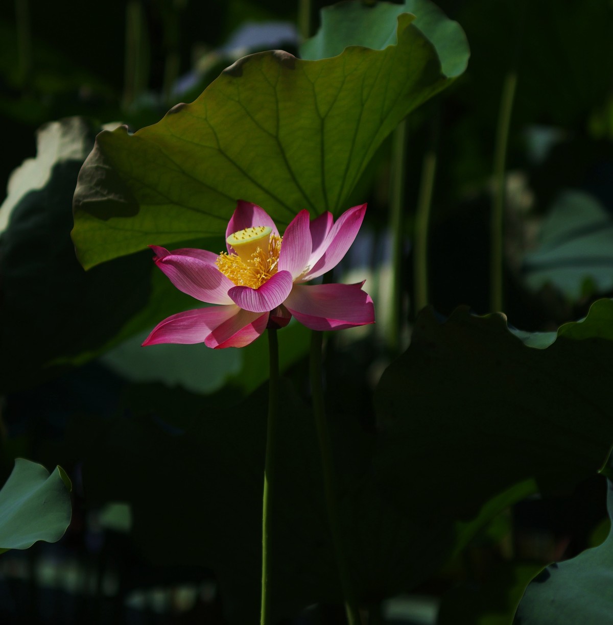 清晨，夏荷盛开