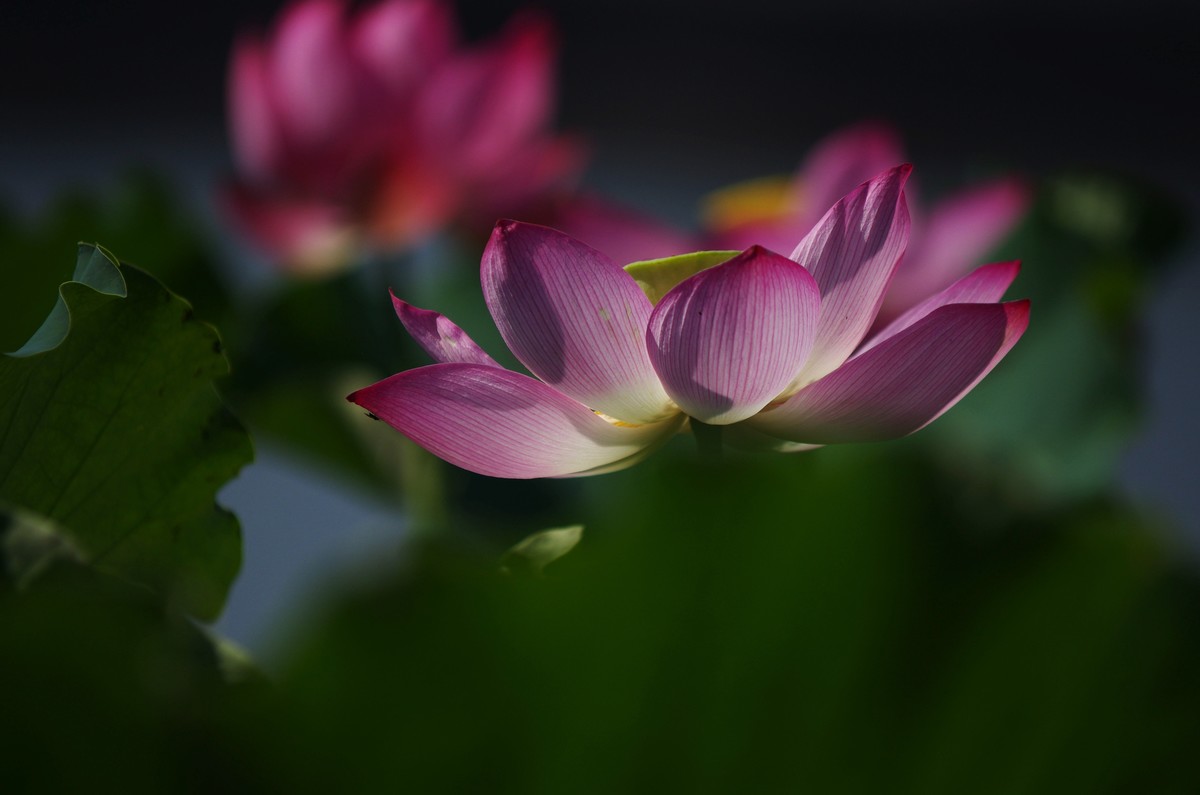 清晨，夏荷盛开