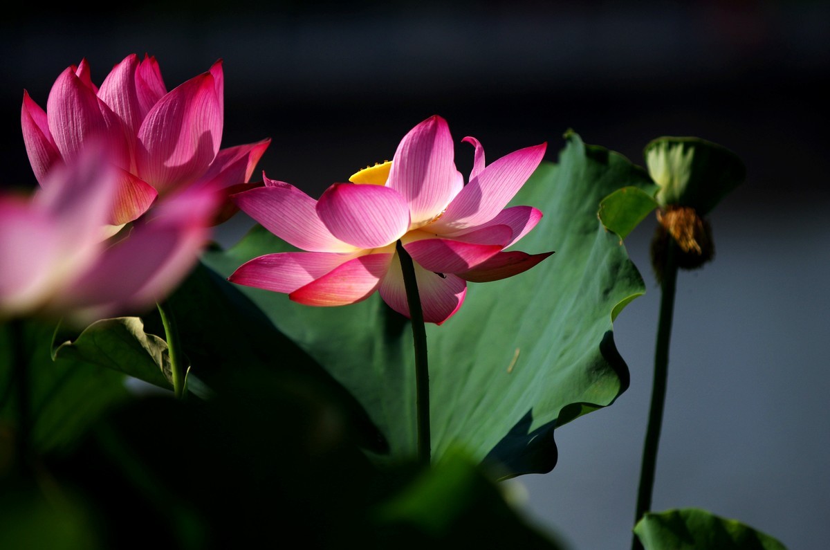 清晨，夏荷盛开