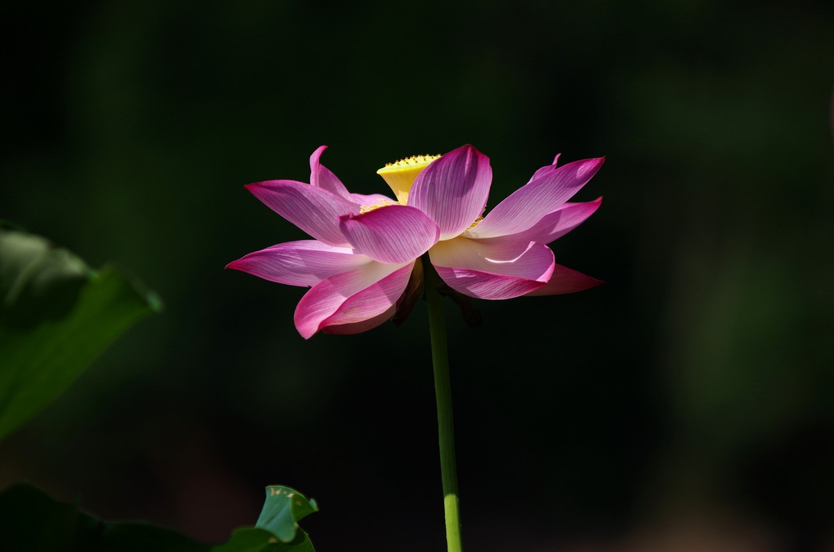 清晨，夏荷盛开