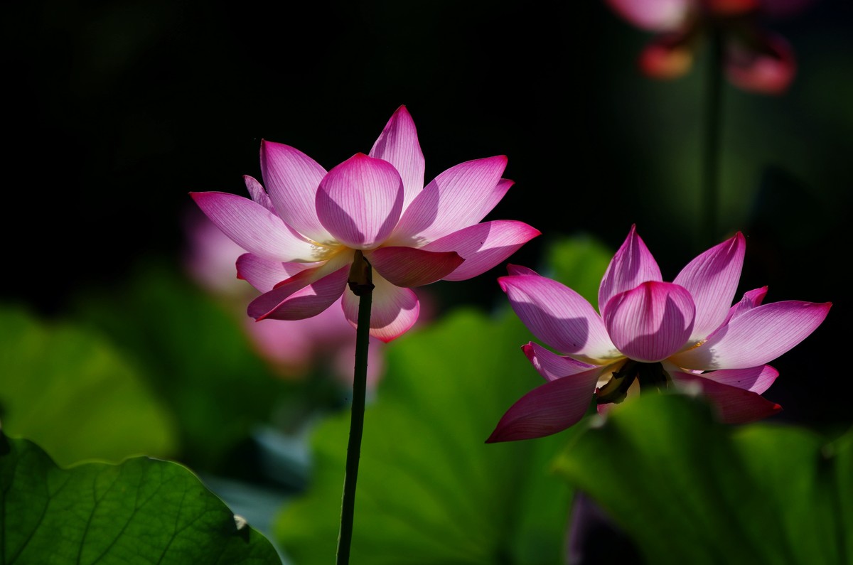 清晨，夏荷盛开