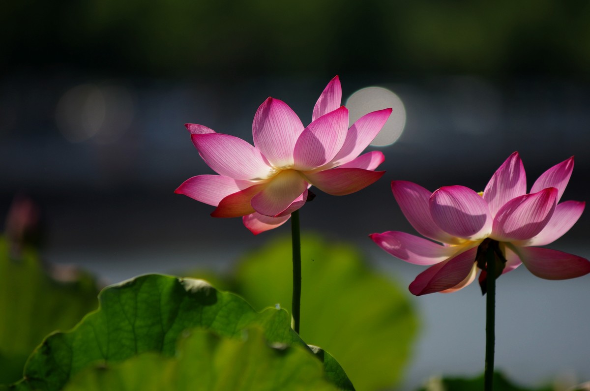 清晨，夏荷盛开