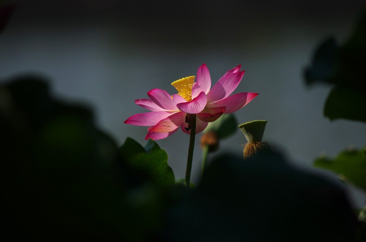 清晨，夏荷盛开