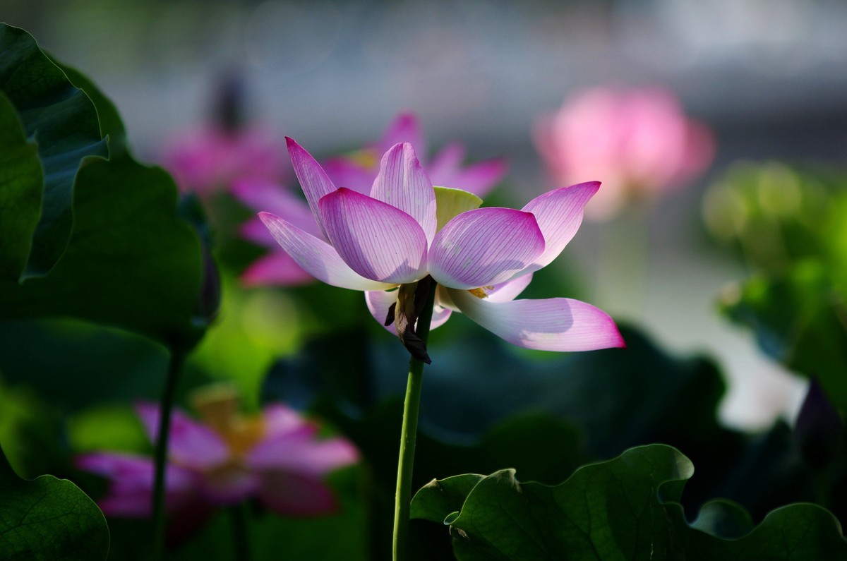 清晨，夏荷盛开