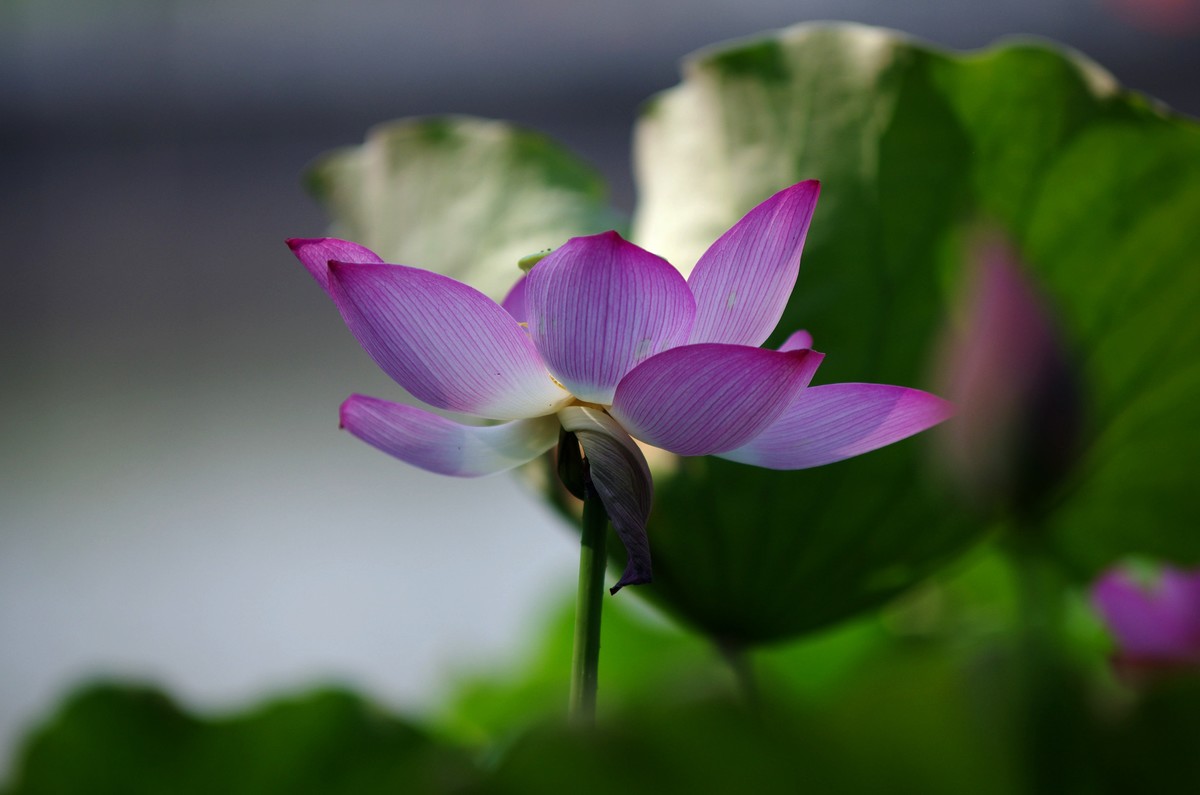 清晨，夏荷盛开
