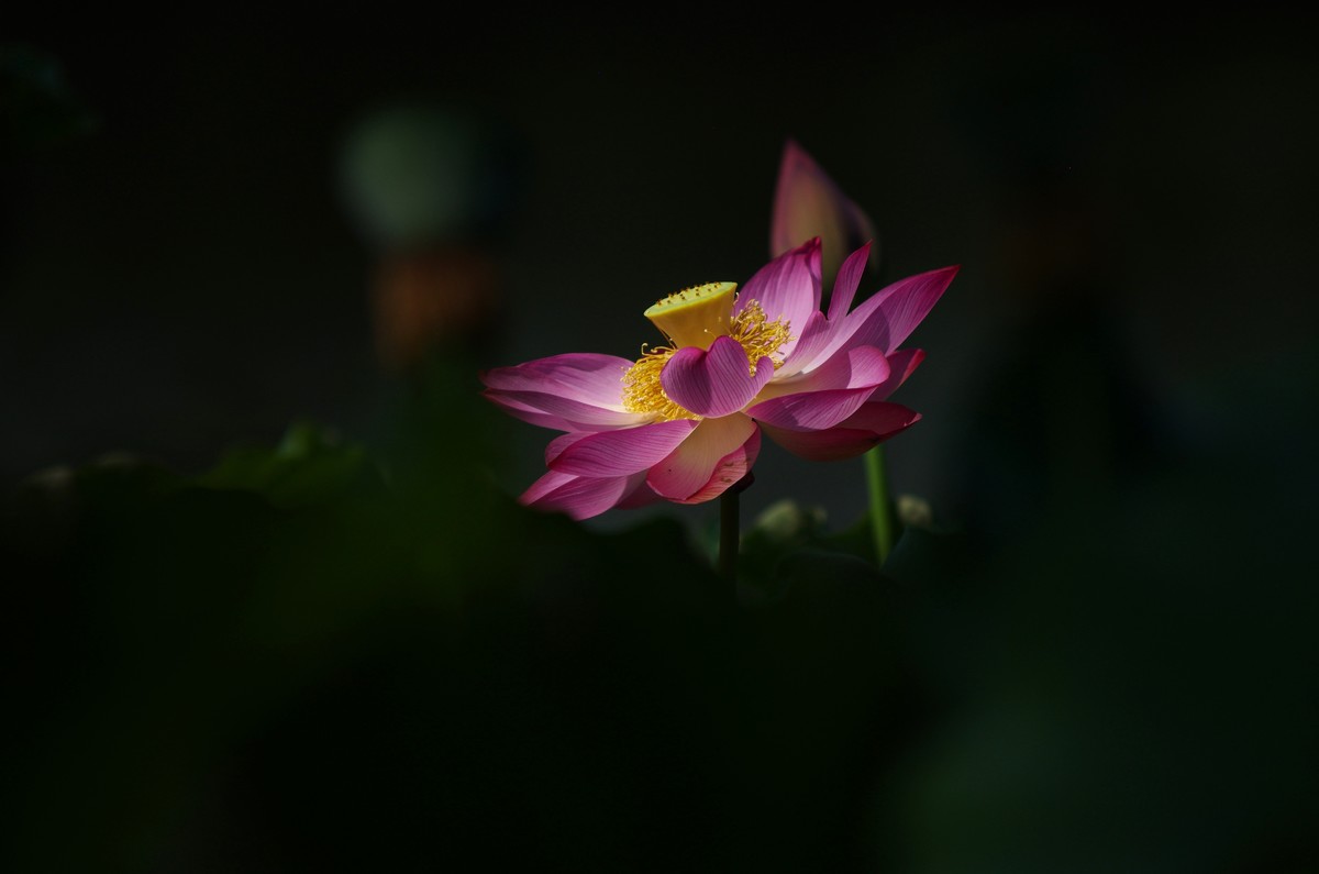 清晨，夏荷盛开