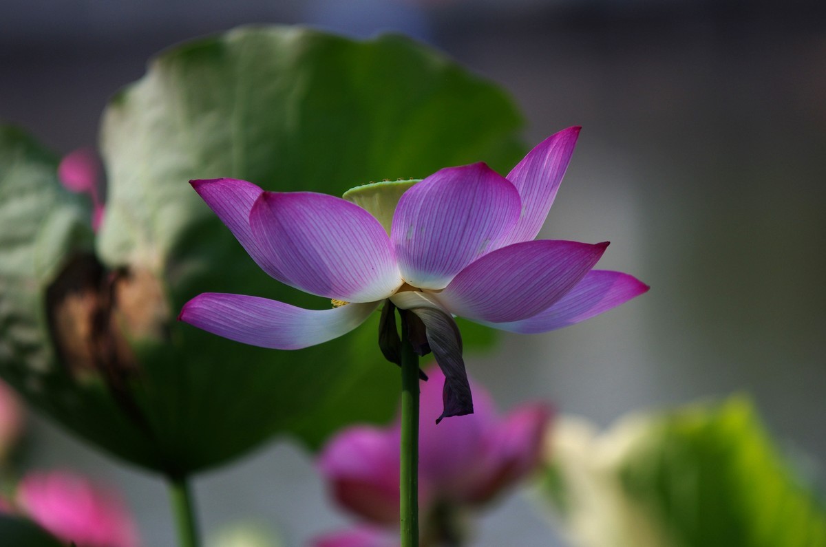 清晨，夏荷盛开