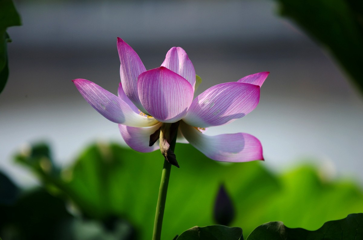清晨，夏荷盛开