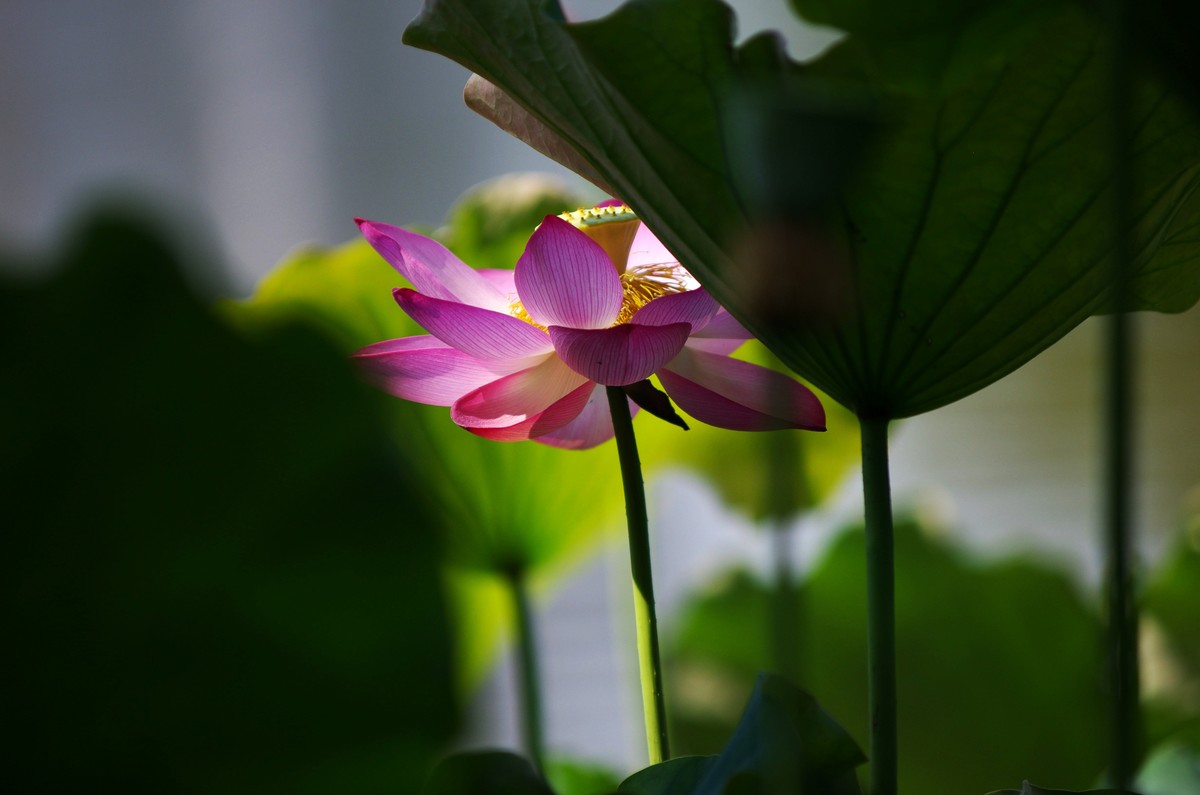 清晨，夏荷盛开